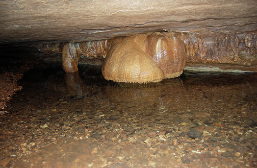Mushroom